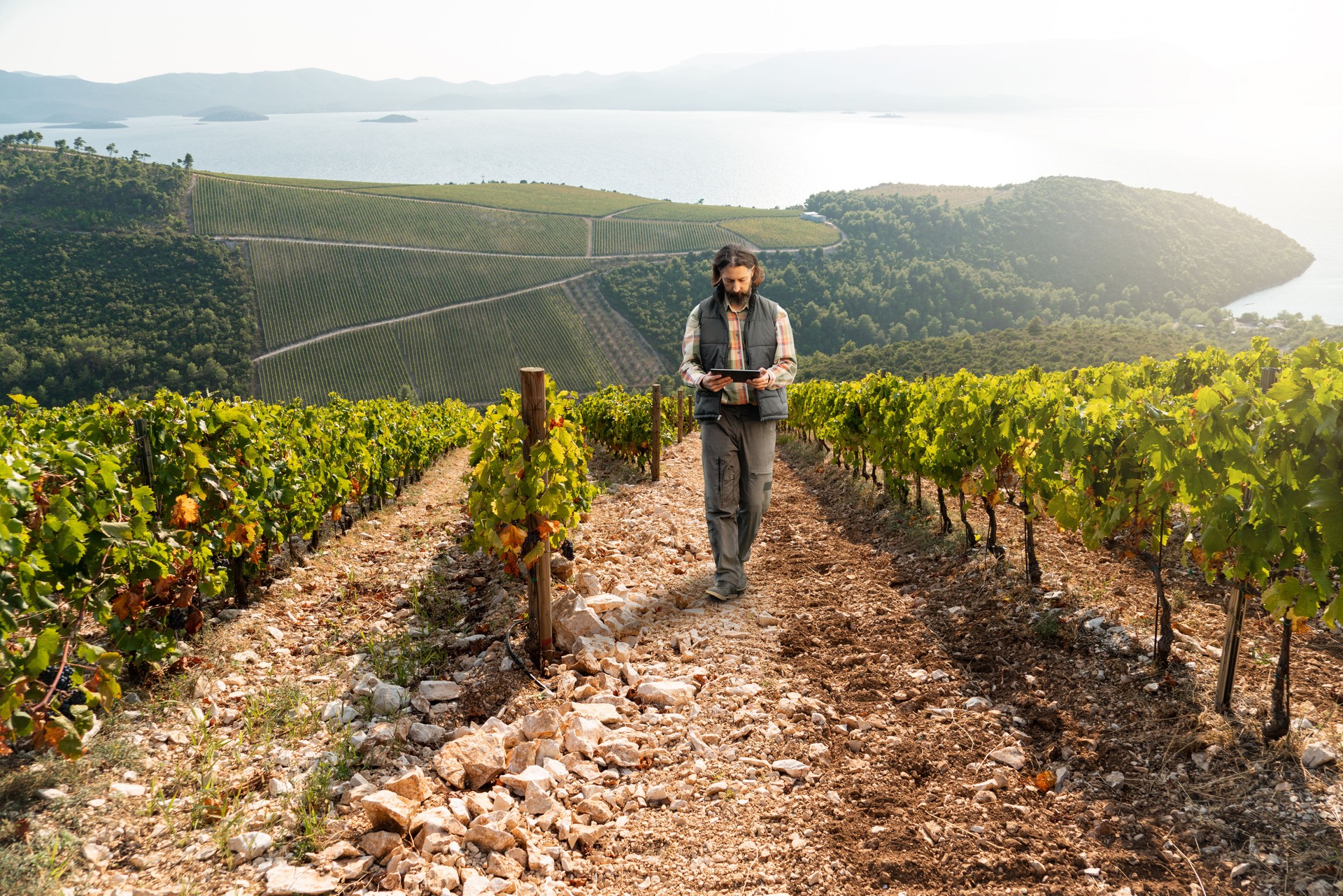 Farmer with digital tablet on a vineyard.